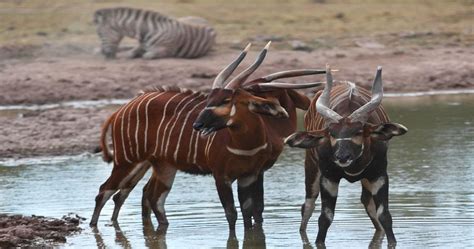 Kenya Mountain Bongos Mountain Bongos On Verge Of Extinction Africanews