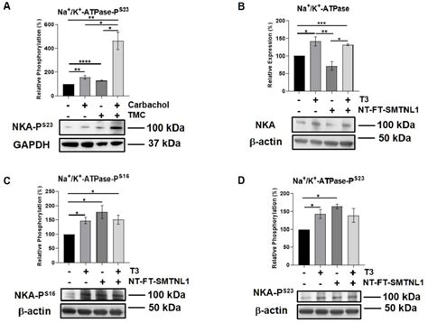 T3 Treatment And Smtnl1 Overexpression Influence The Expression And