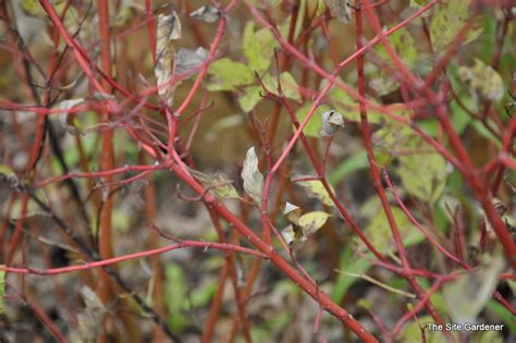 Cornus sericea Isanti - The Site Gardener