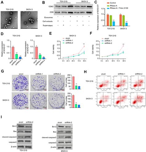 Exosome Long Non Coding Rna Sox2 Ot Contributes To Ovarian Cancer