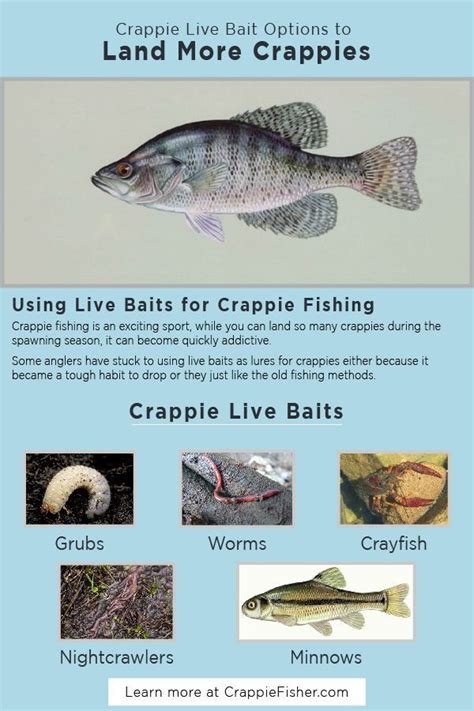 Crappie Live Bait Live Baits Are Actually The Foods Crappies Spend All