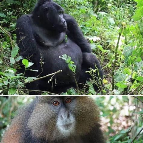 4 Days Mgahinga Bwindi Gorilla And Golden Monkey Trekking Safari