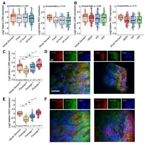 Expression Of Lgr And Troy Stem Cell Markers In Gastric Organoids A