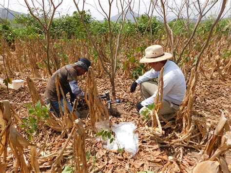 Alistan Primera Biof Brica En Beneficio De Suelos Y Cultivos