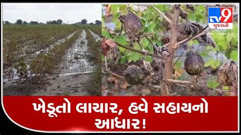 6 Days On Fields In Amrelis Vadiya Still Waterlogged Cotton Crops