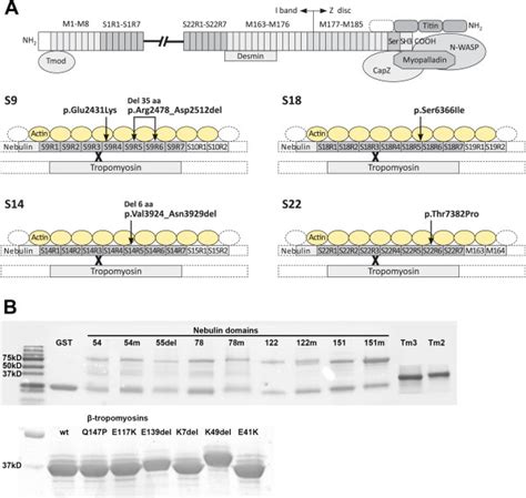 Nebulin and β-tropomyosin mutations studied. (A) The nebulin protein ...