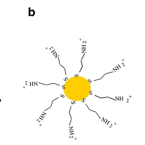 Schematic Representation Of Different Au Np Capping Agents A Np