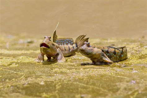 Mudskipper - A-Z Animals