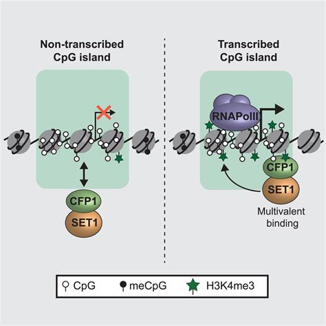 The Set1 Complex Selects Actively Transcribed Target Genes Via