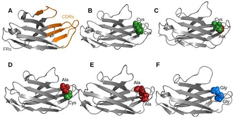 A Simple Analysis Of The Second Extra Disulfide Bridge Of Vhhs