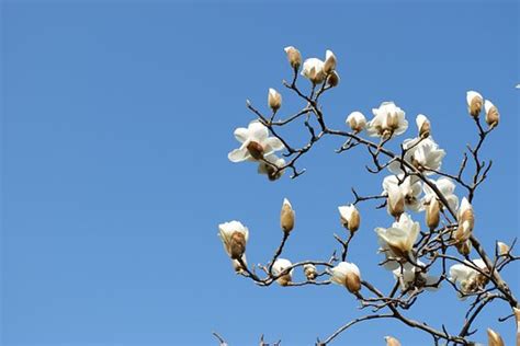 Flowers Yulan Magnolia White - Free photo on Pixabay