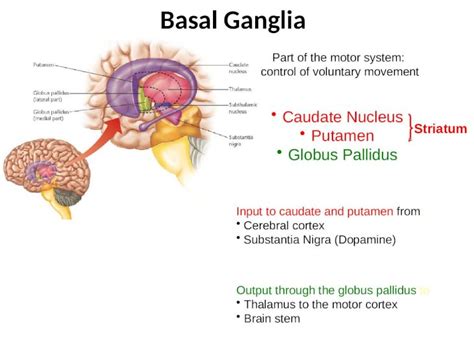 Pptx Basal Ganglia Part Of The Motor System Control Of Voluntary