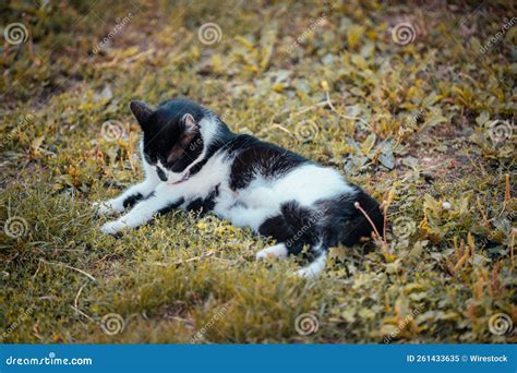 Cute Black And White Cat Lying On The Grass And Licking Its Foreleg