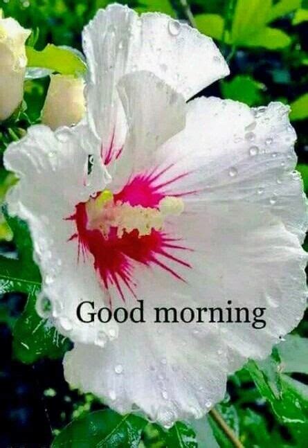 Good Morning With White Flower Good Morning Images Flowers Good