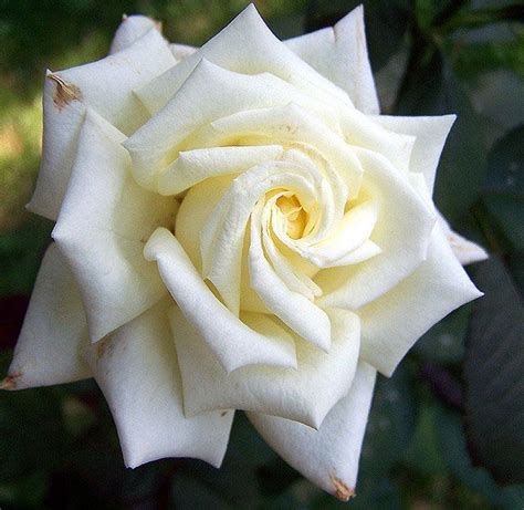 Oklahoma State Flower | Flowers, White roses meaning, Rose varieties