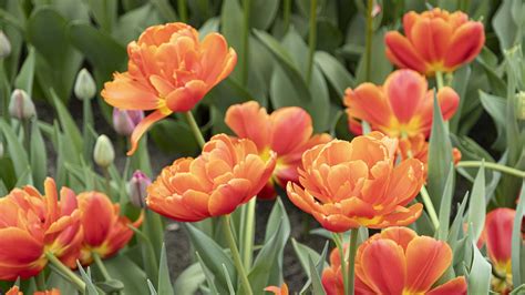 Tulipaner Blomster Eng Orange Gratis Billeder P Pixabay Pixabay