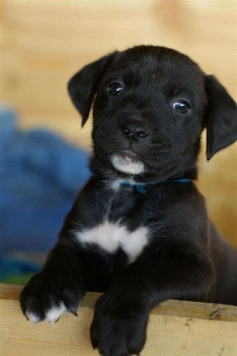 Black Boxer Puppy Pictures Zoe Fans Blog Lab Mix Puppies Cute Baby