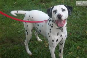 Lil Blue Eye Miniature Dal Dalmatian Puppy For Sale Near Pittsburgh