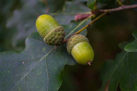 Fotos gratis árbol rama Fruta hoja flor comida verde Produce