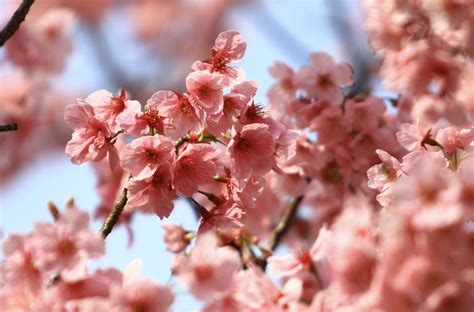 Pin By B K On Sakura Various Blossoms Sakura Cherry Blossom Blossom Cover Wallpaper