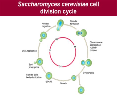 The budding yeast Saccharomyces cerevisiae begins cellular division ...