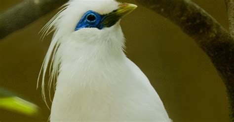 Tourist Information: Burung Jalak Bali - Bali Mynah