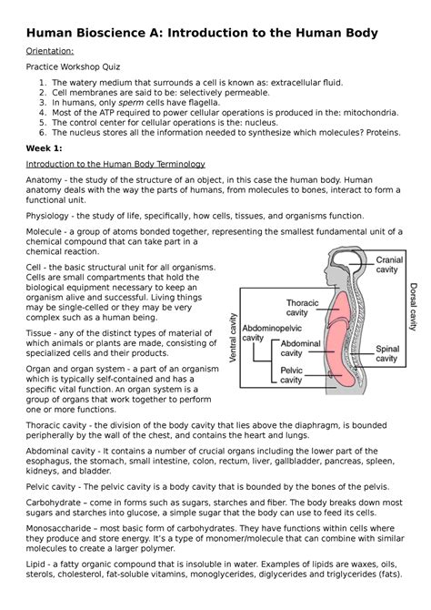 Hba Week 1 Introduction To The Human Body Human Bioscience A Introduction To The Human Body