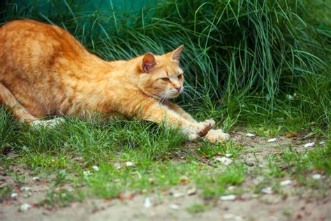 cat stretching - Little Miss Cat