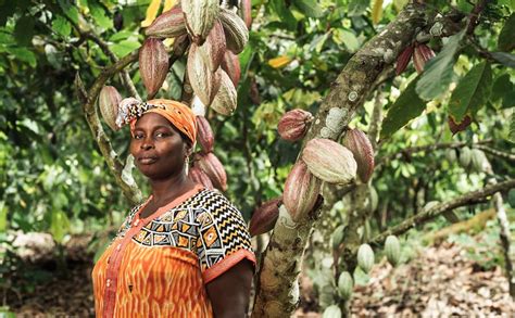 El Cacao Se Consolida Como El Producto De Comercio Justo Fairtrade