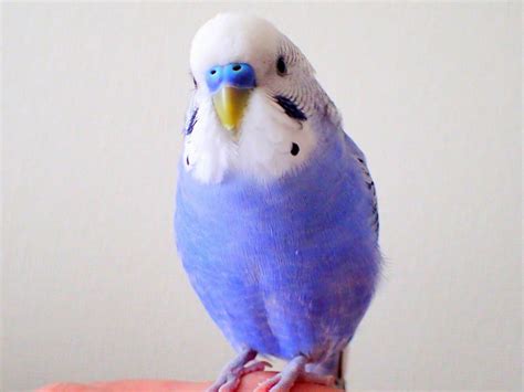 セキセイインコをお迎えしたい！ かわいんこ生活