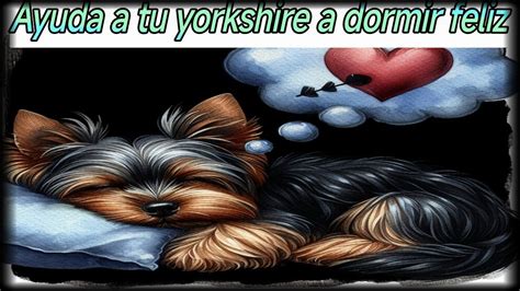 Música para DORMIR perros YORKSHIRE Complace a tu amiguito 1