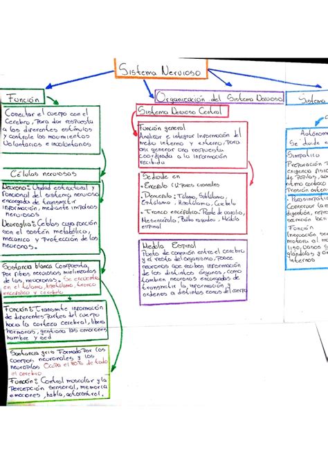 Esquema Sistema nervioso FISIOLOGÍA l Studocu