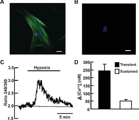 Figure From Trpc And Orai Interact With Stim And Mediate