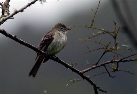 Foto guaracava de crista branca Elaenia chilensis Por Fábio N