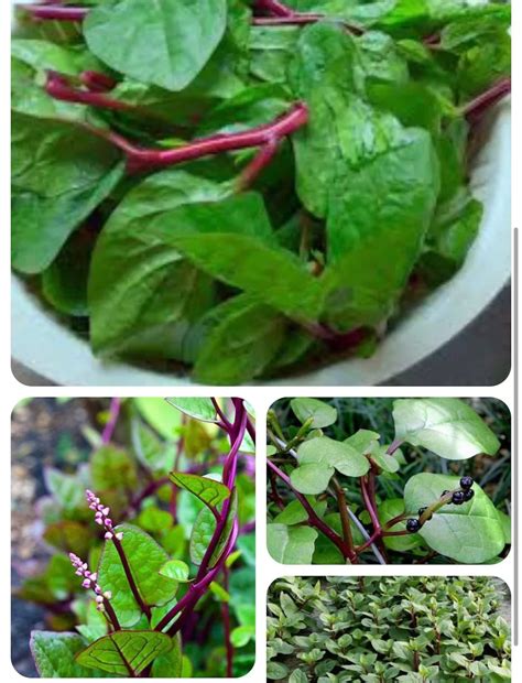 170 Hat Rau Mồng Tơi Red Stem Malabar Spinach Seeds Alugbati Pak Plang