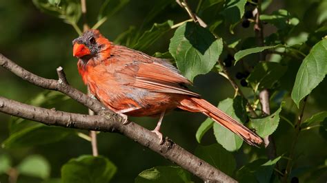 Angry Birds: Why Molting Makes Our Feathered Friends Grumpy - Cool ...