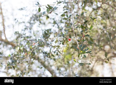 Ilex Vomitoria Pendula Weeping Yaupon Holly Stock Photo Alamy