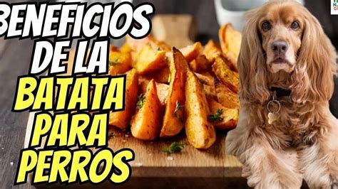 Los Perros Pueden Comer Camotes