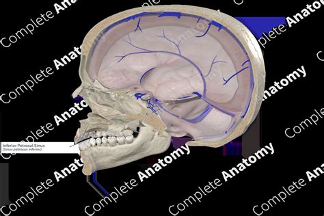 Inferior Petrosal Sinus | Complete Anatomy