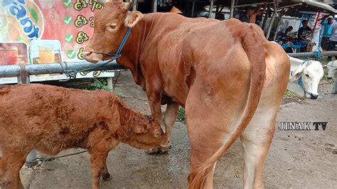 Sapi Limousin Indukan Plus Anak Hasil IB Umur 1 Bulan Harga 25 Juta