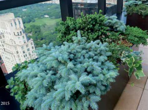 A Rooftop Garden Of Conifers American Conifer Society