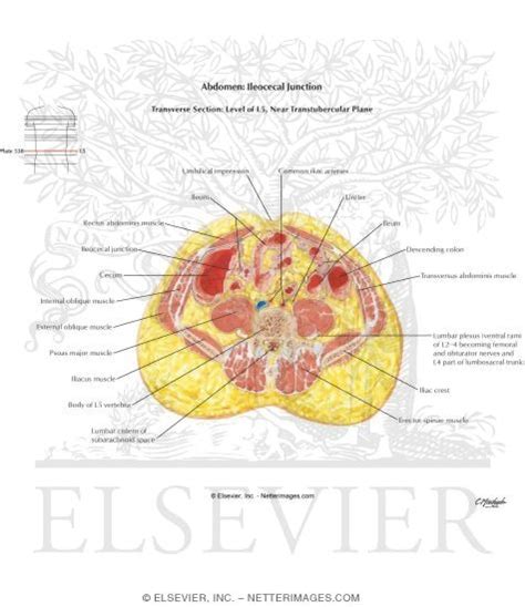 Abdomen: Ileocecal Junction