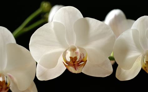 Black Orchid Wallpaper - WallpaperSafari