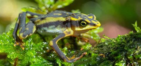 Scientists In Ecuador Rediscover 32 Frog Species Once Believed Extinct