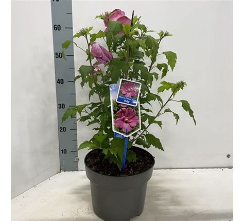 Hibiscus Syriacus Flower Tower Ruby Tuincentrum Pelckmans