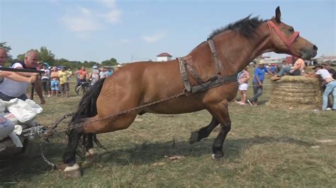 Concurs Cu Cai De Tractiune Osorhei Bihor 2017 Youtube