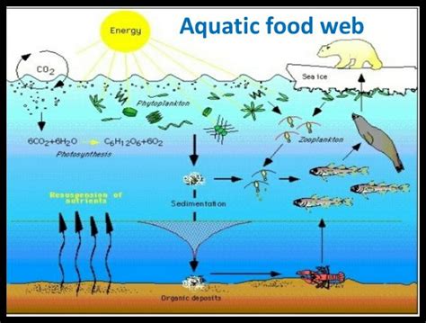 Food Chain Of Aquatic Animals