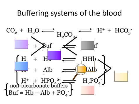 Ppt Integrative Physiology Powerpoint Presentation Free Download Id 2426335