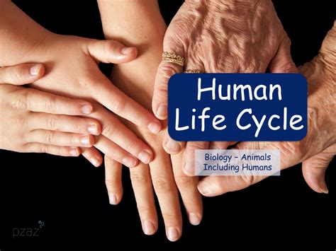 The Human Life Cycle Presentation Science Year 5