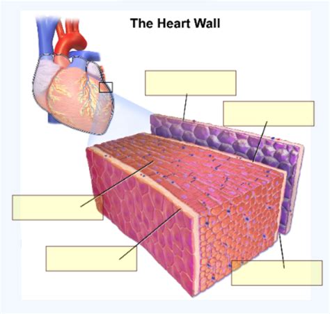 The Heart Wall Diagram Quizlet